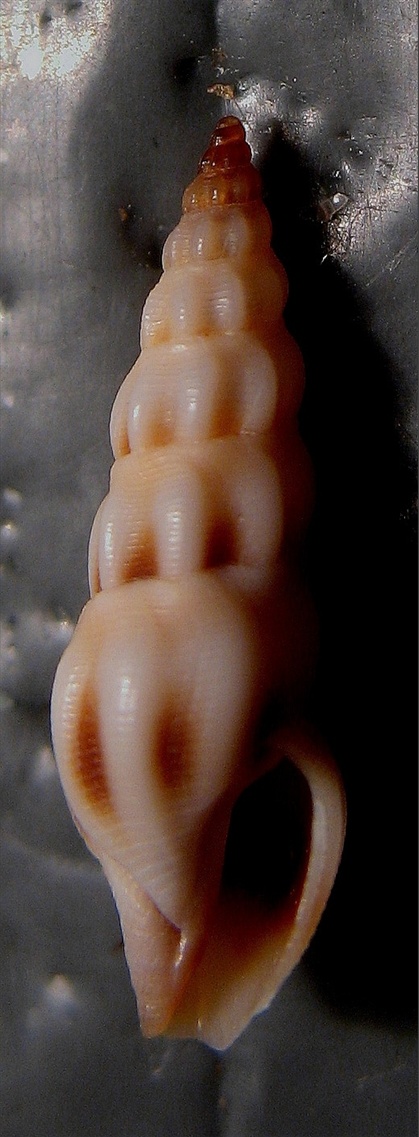 Bela laevigata